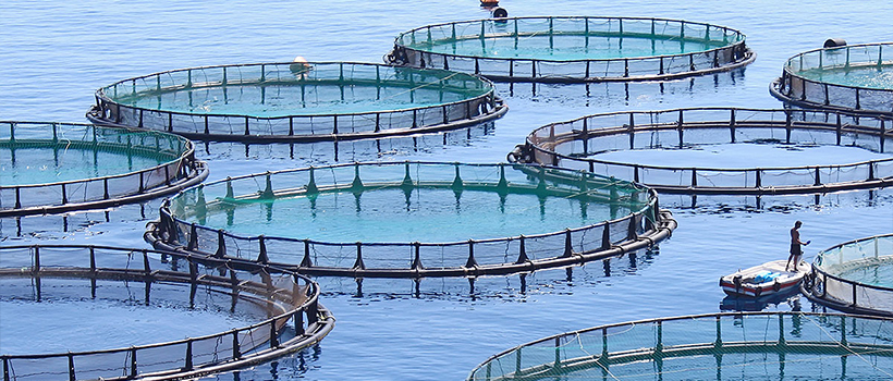 Aquaculture ＆ Fish Farming